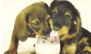 请问两个月大的狗狗可以喝牛奶吗